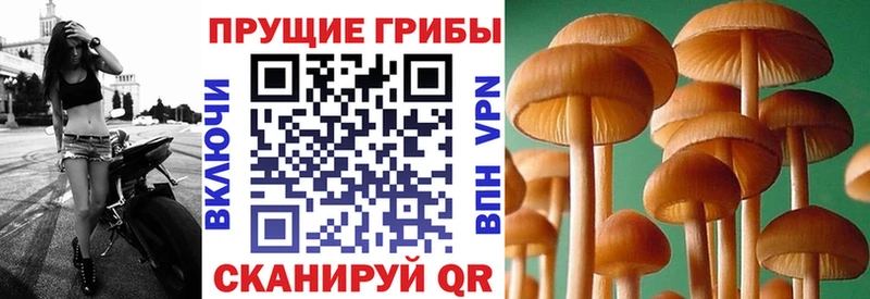 Псилоцибиновые грибы Psilocybine cubensis  Курчатов 
